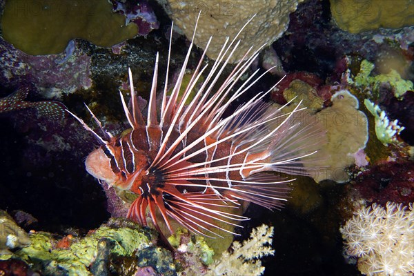 Radial firefish