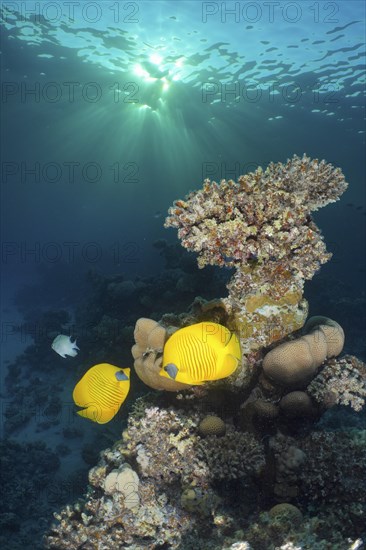 Pair of bluecheek butterflyfish