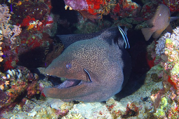 Giant Moray