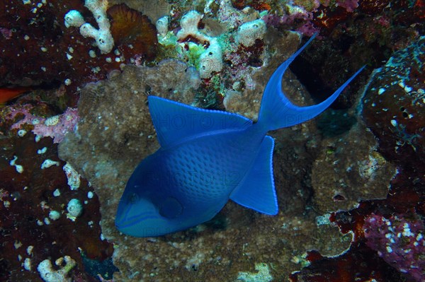 Redtoothed triggerfish