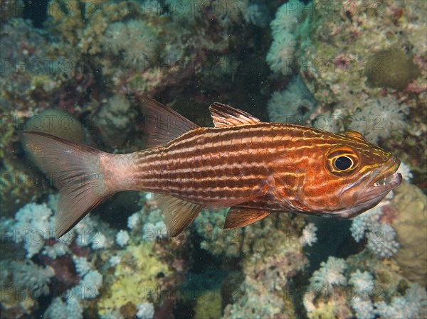 Largetoothed cardinalfish