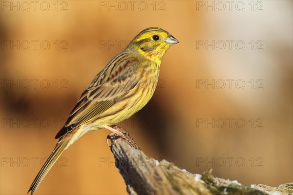 Yellowhammer