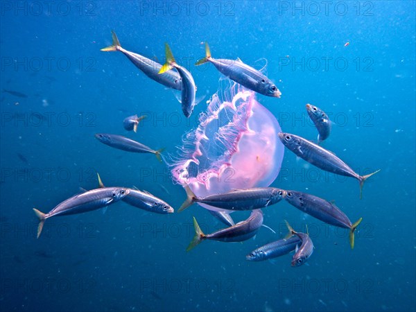 A group of fish eating an common jellyfish