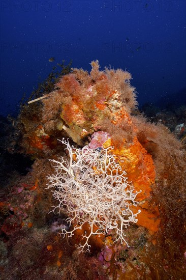 Mediterranean basket star