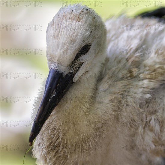 White Stork