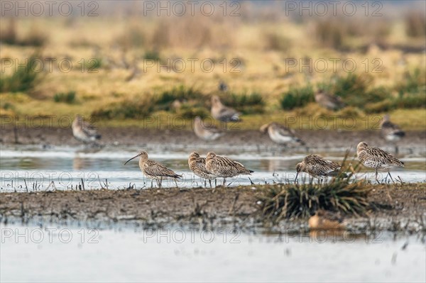 Eurasian Curlew