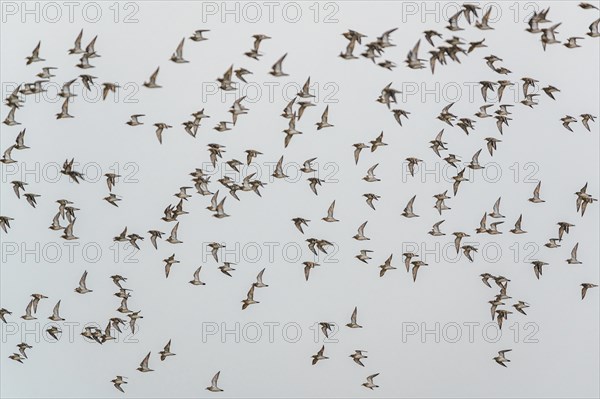 Grey Plover