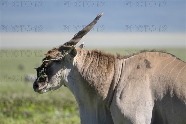 Common eland