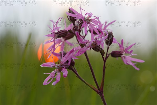 Ragged robin