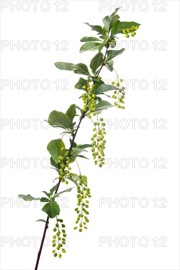 Korean barberry