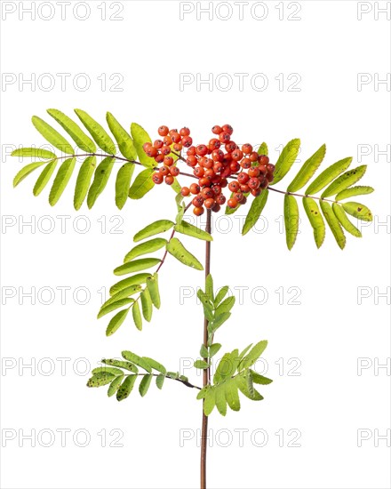 Mountain ash