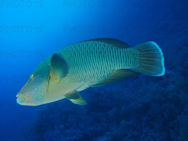 Humphead wrasse