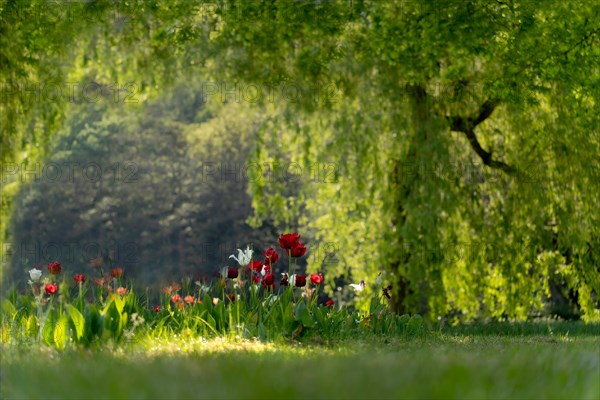 Many white and red tulips