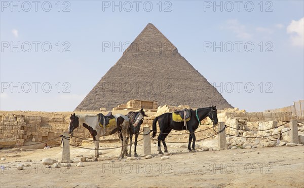 Saddled horses