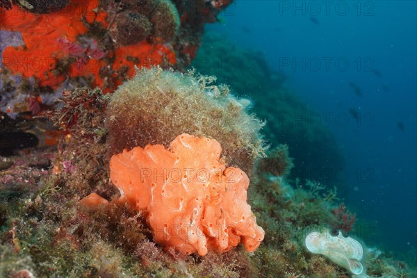 Orange upholstery sponge