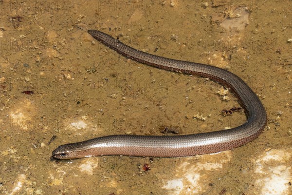 Slow worm lying bent on sand left sighted
