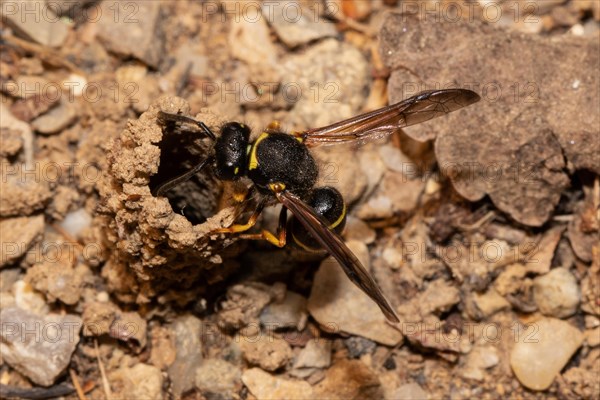 Common chimney wasp with open wings hanging from breeding tube seen on the left