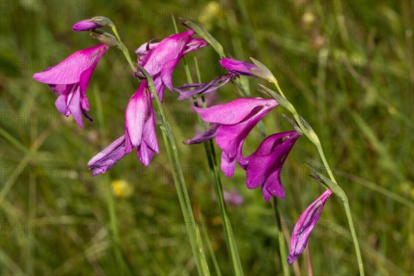 Marsh gladiolus some flower panicles with several open red flowers