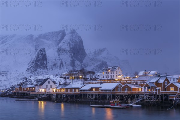 Yellow rorbuer in winter