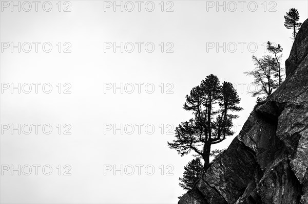 Single trees on rocky ridge in backlight