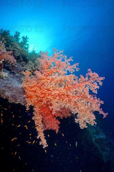 Hemprichs tree coral