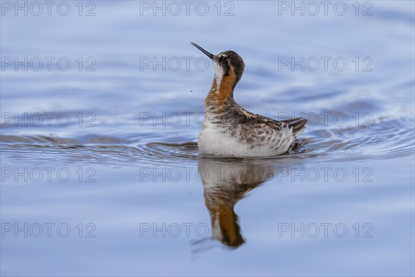 Red-necked phalarope