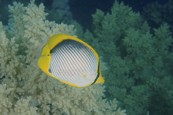 Blackback butterflyfish