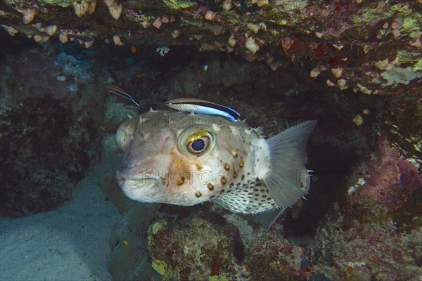 Spotbase burrfish