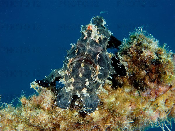 Giant frogfish