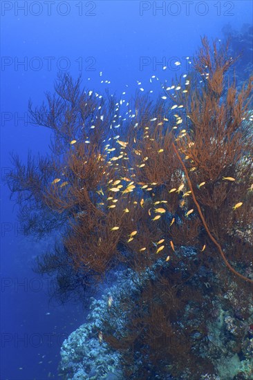 Black bushy black coral