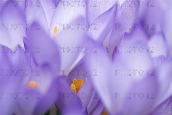 Woodland crocus