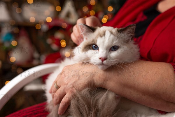 Grandmother is sitting on a rocking chair with a cat against the backdrop of Christmas arrangement. In studio