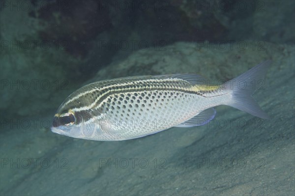 Arabian monocle bream