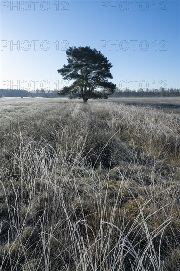 Scots pine