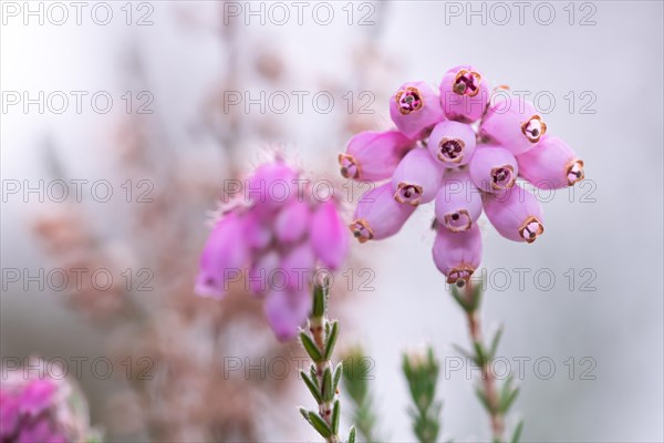 Cross-leaved heath