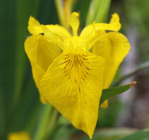 Marsh iris