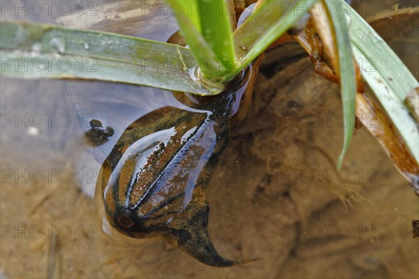 Wassernuss