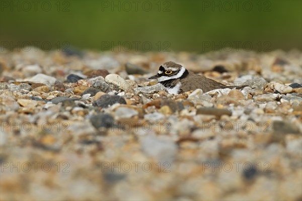 Little Ringed Plover