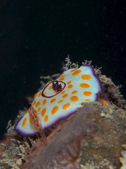 Ringed star snail Star snail