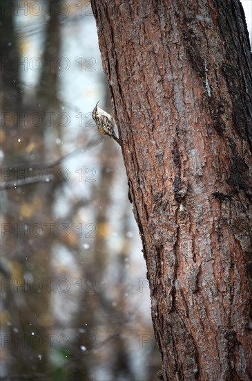 Treecreeper