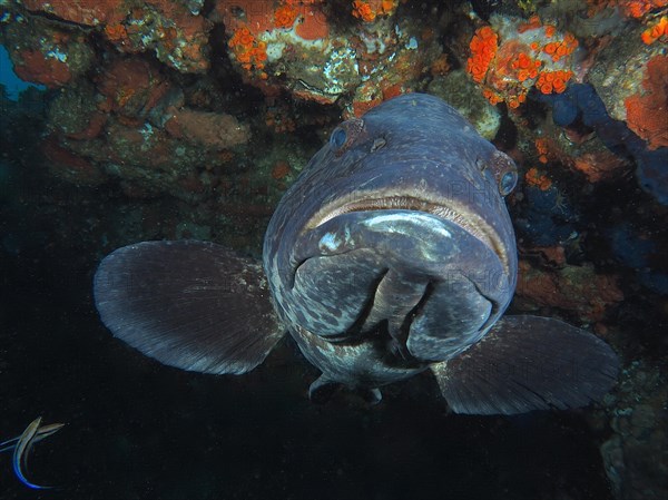 Portrait of potato grouper