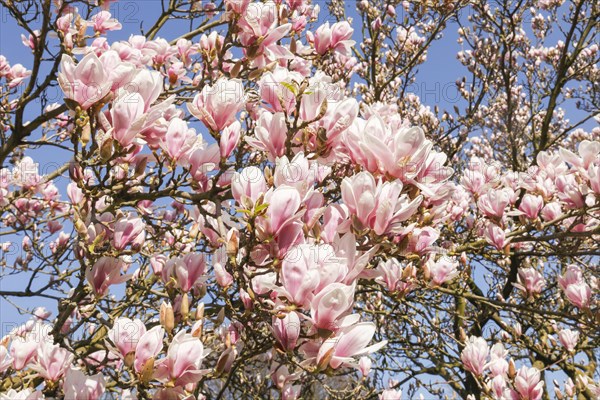 Pink blossom of Magnolia