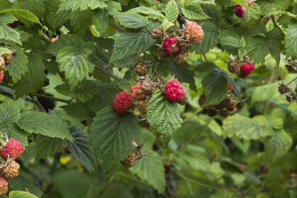 Wild Red Raspberry