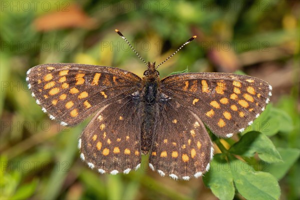 Valerian Fritillary