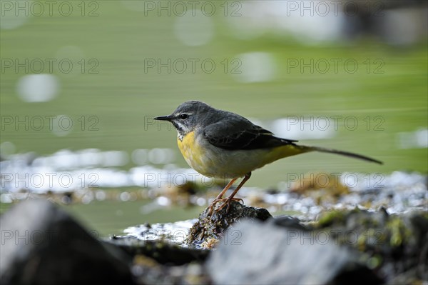 Grey Wagtail