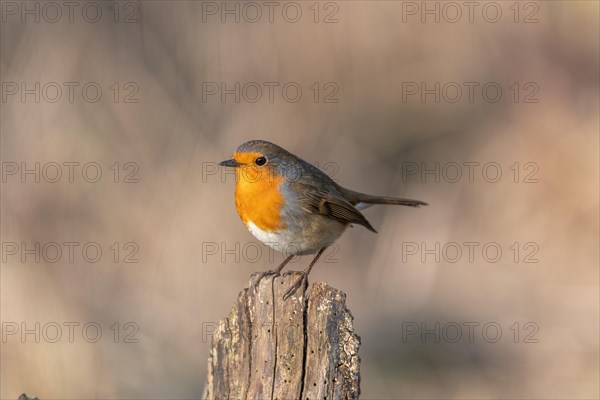 European robin