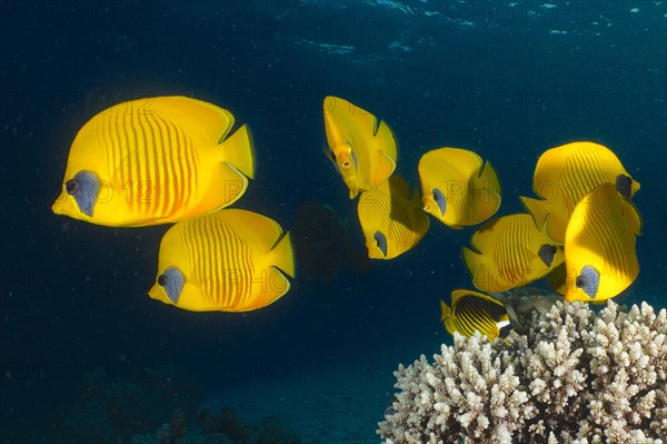 Group of bluecheek butterflyfish