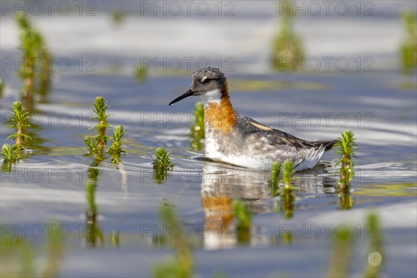 Red-necked phalarope