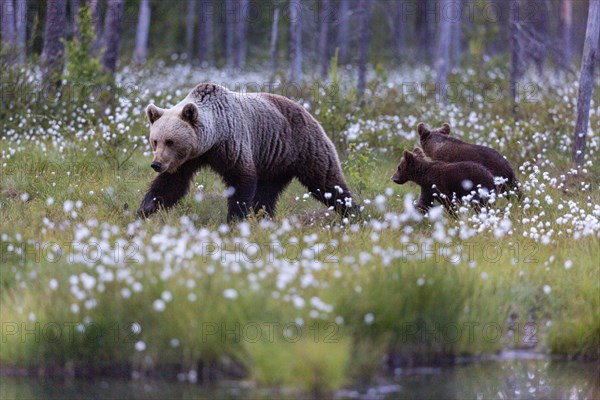 Brown bear