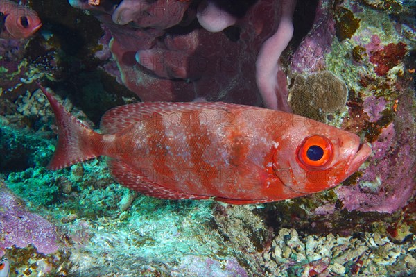 Common bigeye